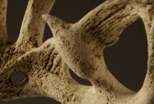 Dryad 4