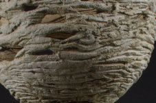 Nest 3