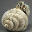 Shell Dweller