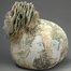Shell Dweller