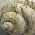 Shell Dweller